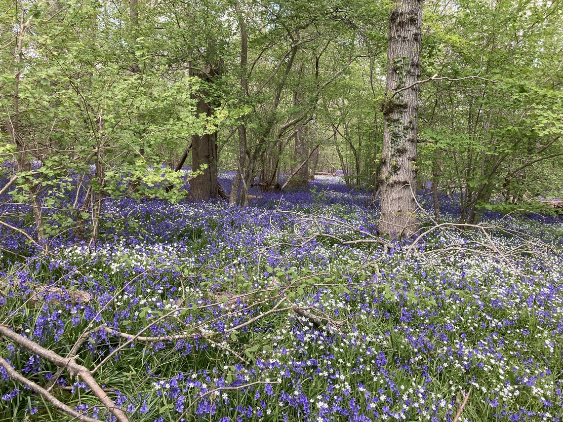 Bacons Woods